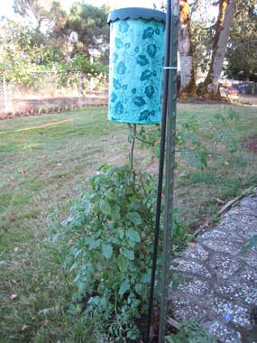 Gravity Experiment, Topsy Turvy Plants, Photo by Myrna Martin