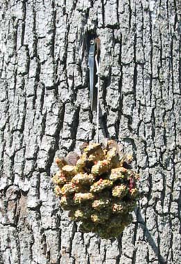 Elementary Science Experiments, Bird Feeders, Photo by Myrna Martin