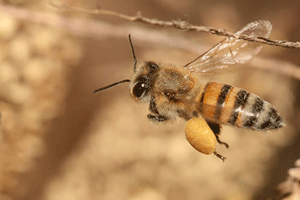 Honey bee returning to hive.   Photo by Muhammad Mandi Karen