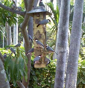 Birds at feeder in Hawaii, Photo by Myrna Martin
