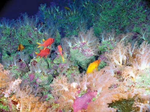 The Aquarium, East Diamante submarine volcano, NOAA